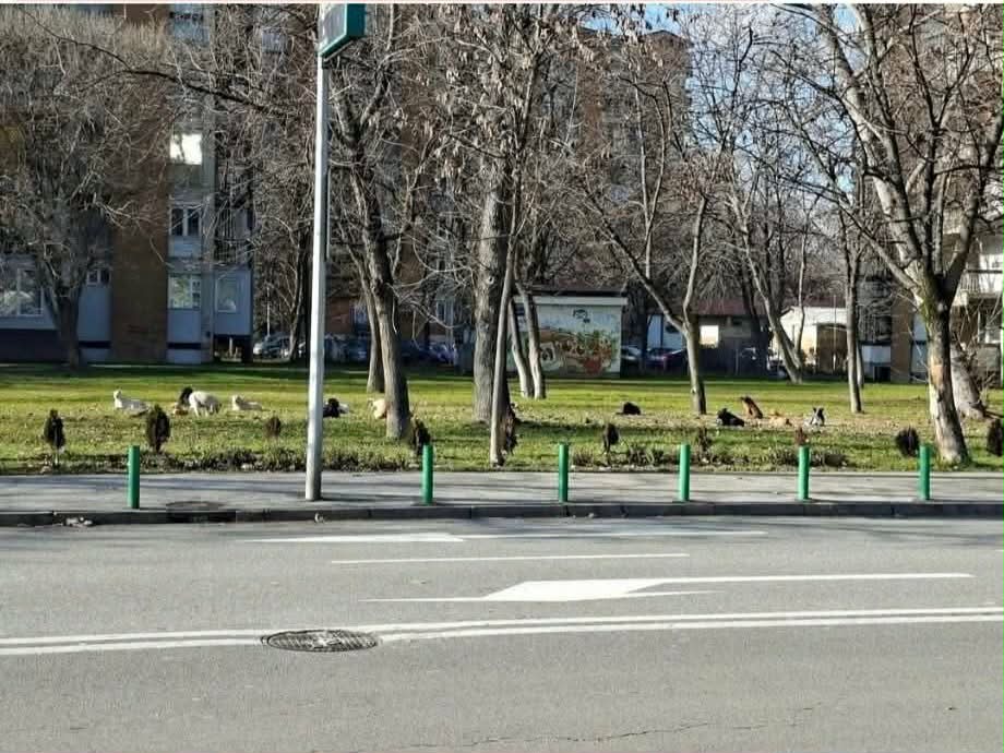 ПРОНАЈДЕНИ КУЧИЊА СО МАРКИЦИ ОД АЛБАНИЈА ВО СКОПЈЕ: КОЈ ГИ ИСТОВАРА ОВИЕ ЖИВОТНИ НА УЛИЦИТЕ?!