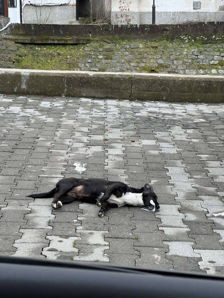 ПРИЈАВА ЗА МРТВО КУЧЕ ВО КАВАДАРЦИ, ОДНЕСЕНО Е НА ОБДУКЦИЈА ВО ВЕТЕРИНАРНА СТАНИЦА