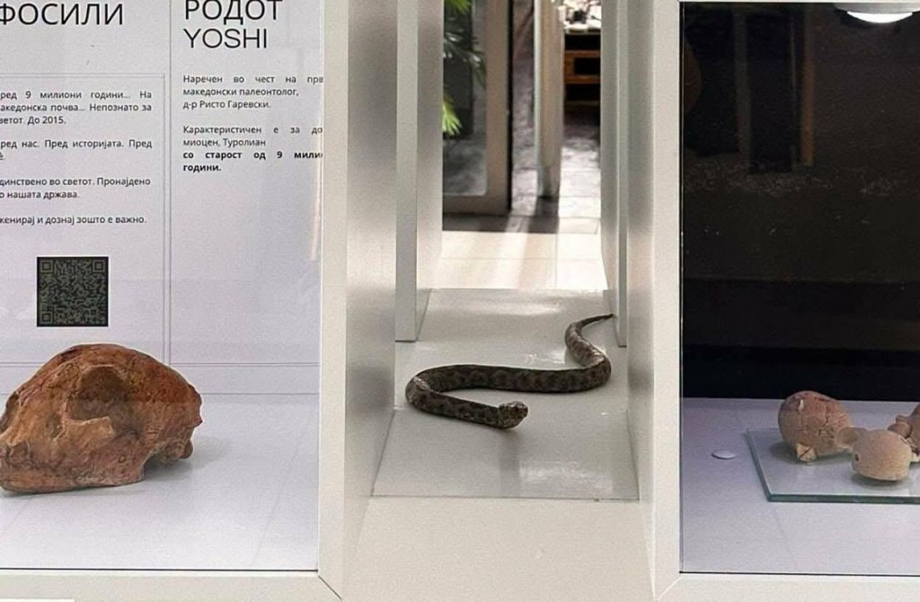 РЕТКИ ЖИВОТИНСКИ ВИДОВИ ПРЕД ОЧИТЕ НА ГРАЃАНИТЕ ВО СИТИ МОЛ